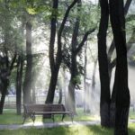 Bench in a park with trees