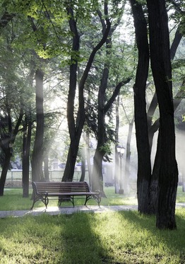 Bench in a park with trees