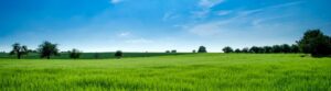 green field with blue sky